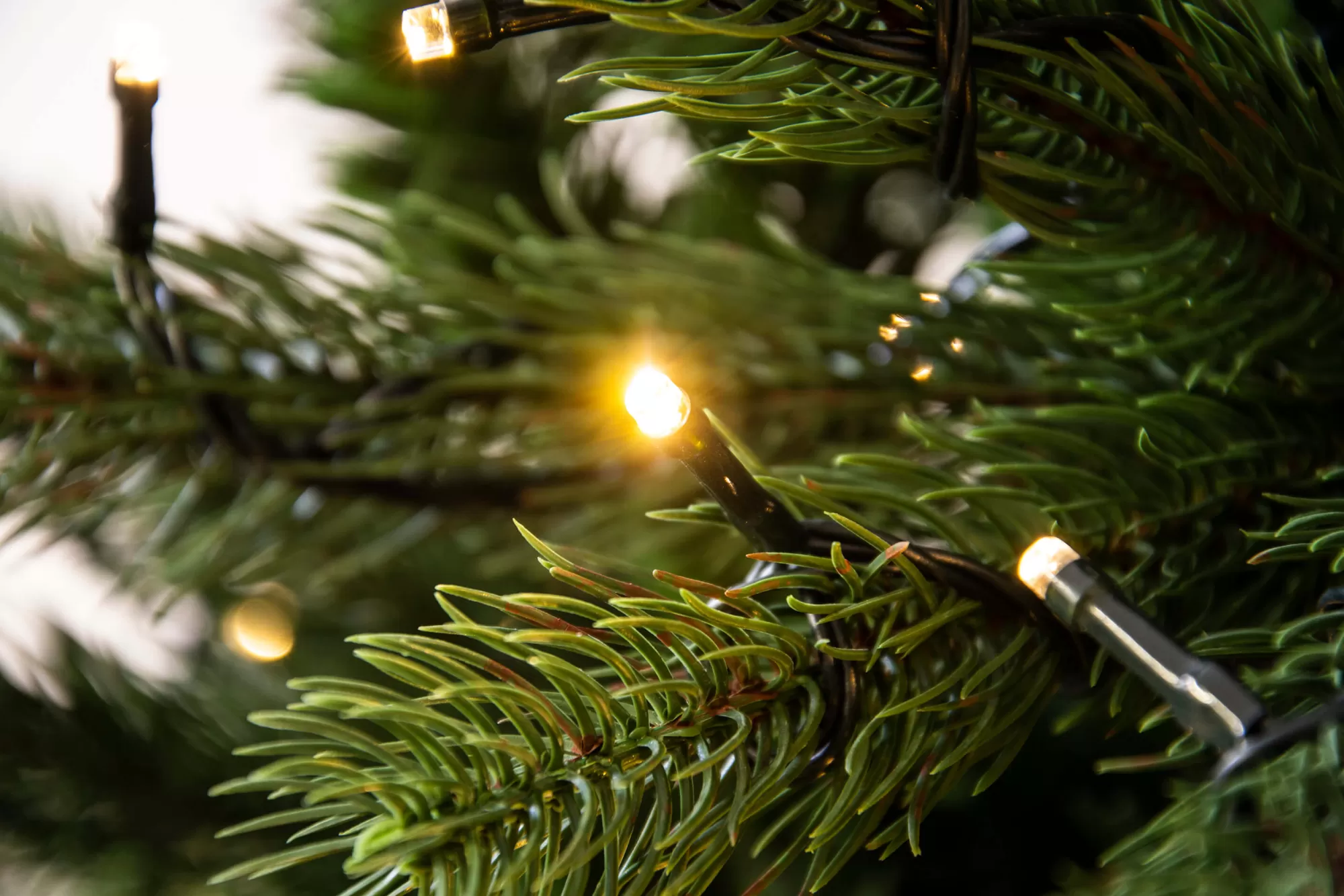 Best Sale Christmas Tree World The 12Ft Pre-Lit Ultra Devonshire Slimline Tree Warm White/Multicoloured Colour Change Leds