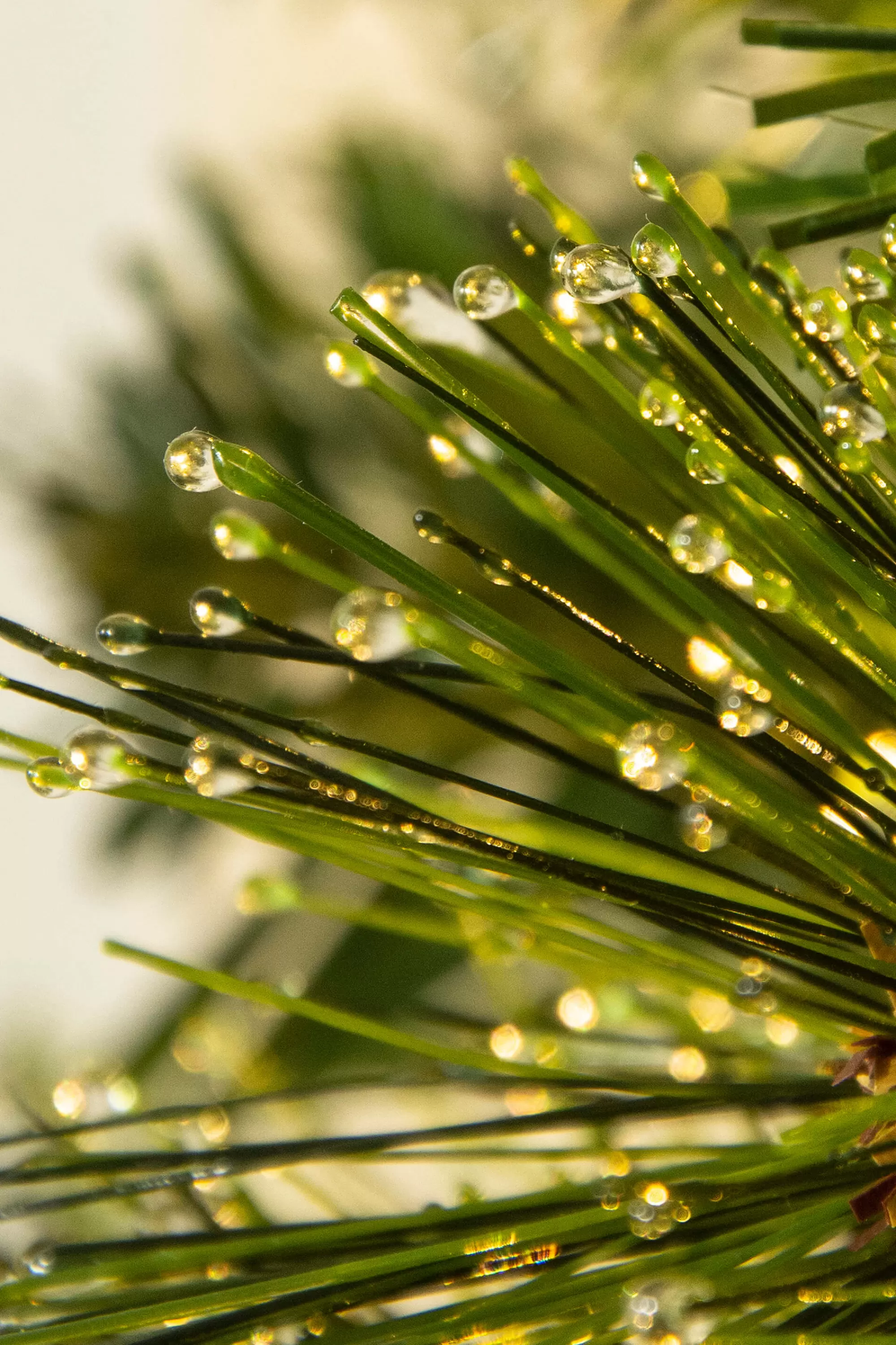 Clearance Christmas Tree World The 3Ft Pre-Lit Majestic Dew Pine Potted Tree (Outdoor)
