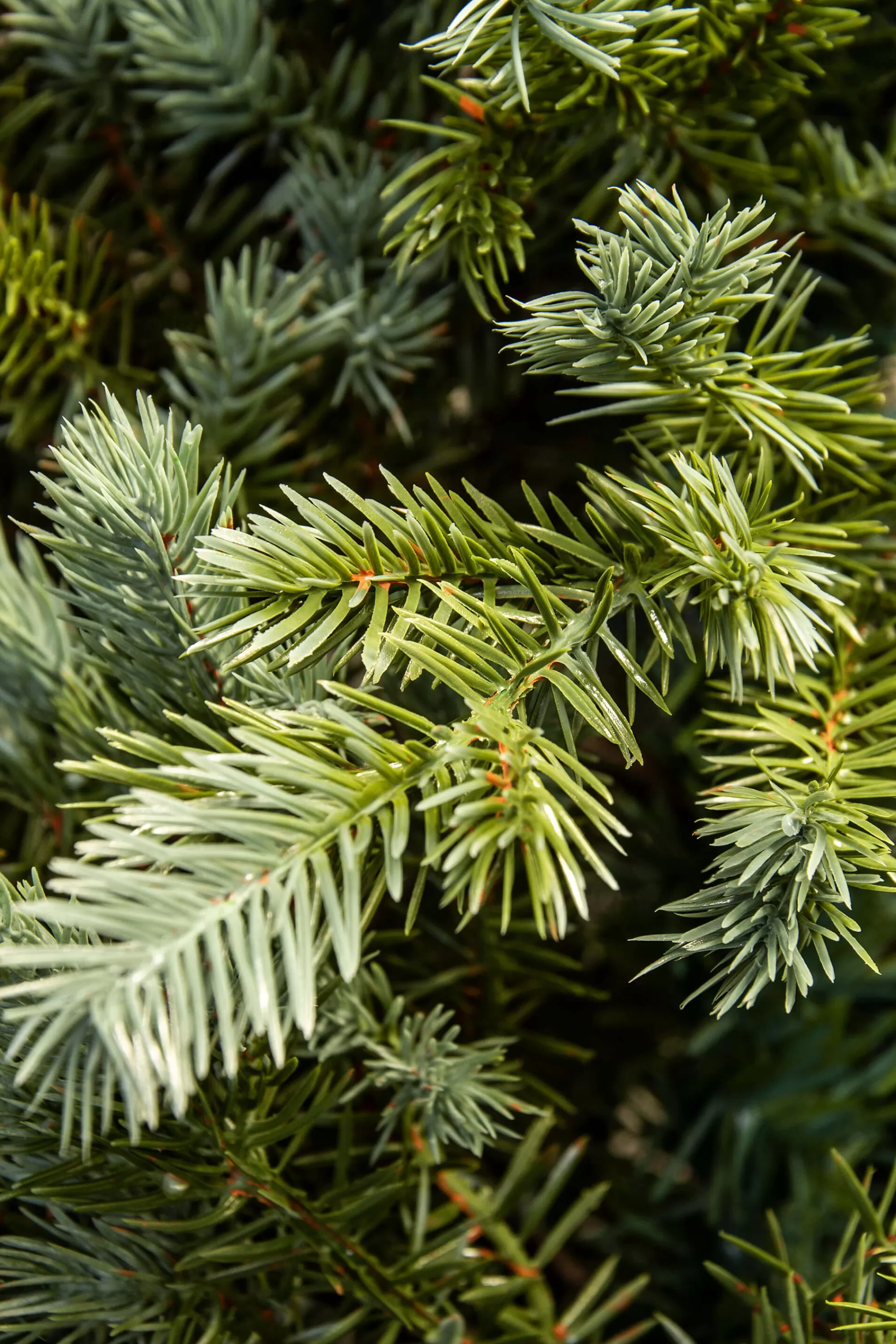 Cheap Christmas Tree World The 4Ft Pre-Lit Cairngorm Pine Potted Tree (Outdoor)