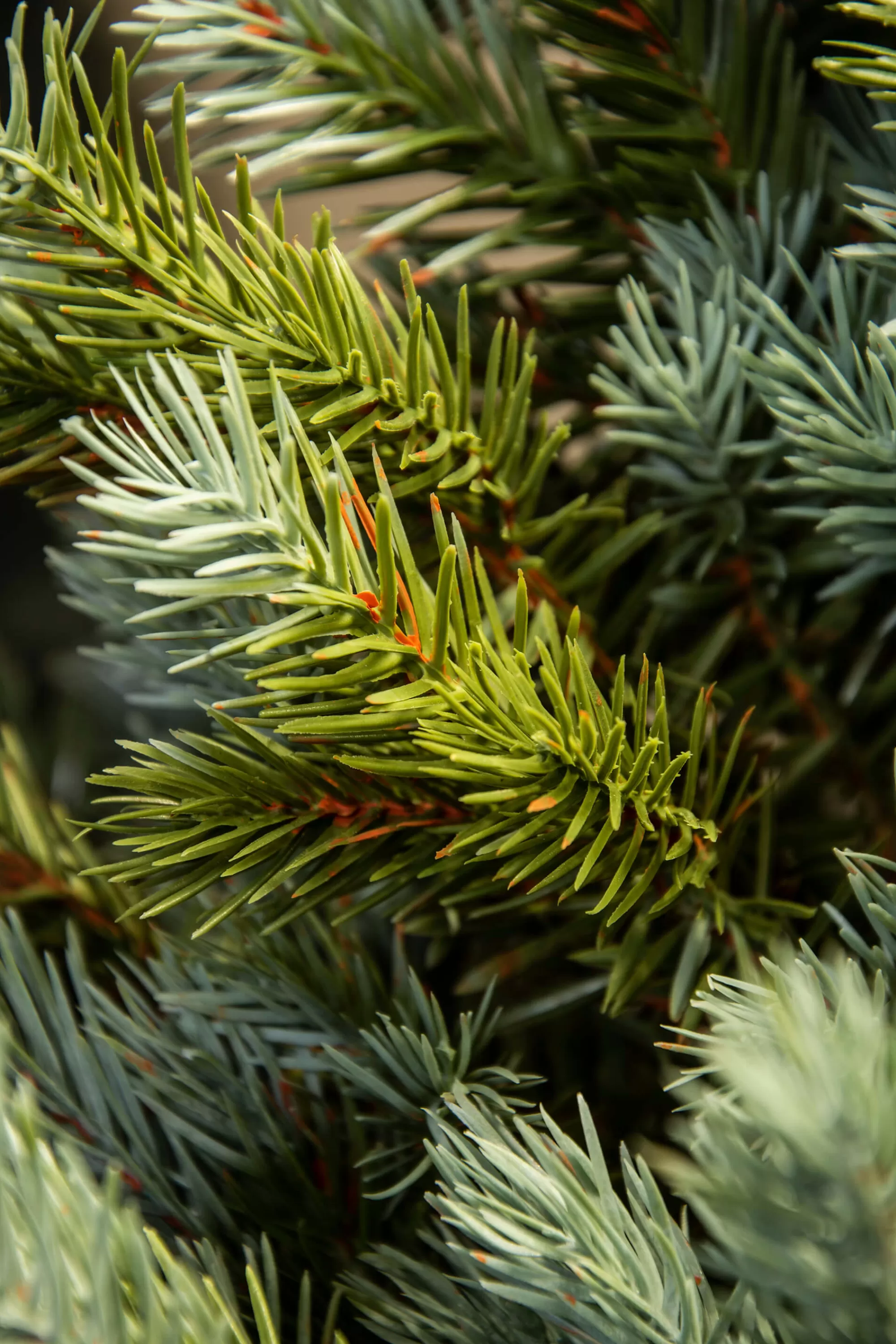Cheap Christmas Tree World The 4Ft Pre-Lit Cairngorm Pine Potted Tree (Outdoor)