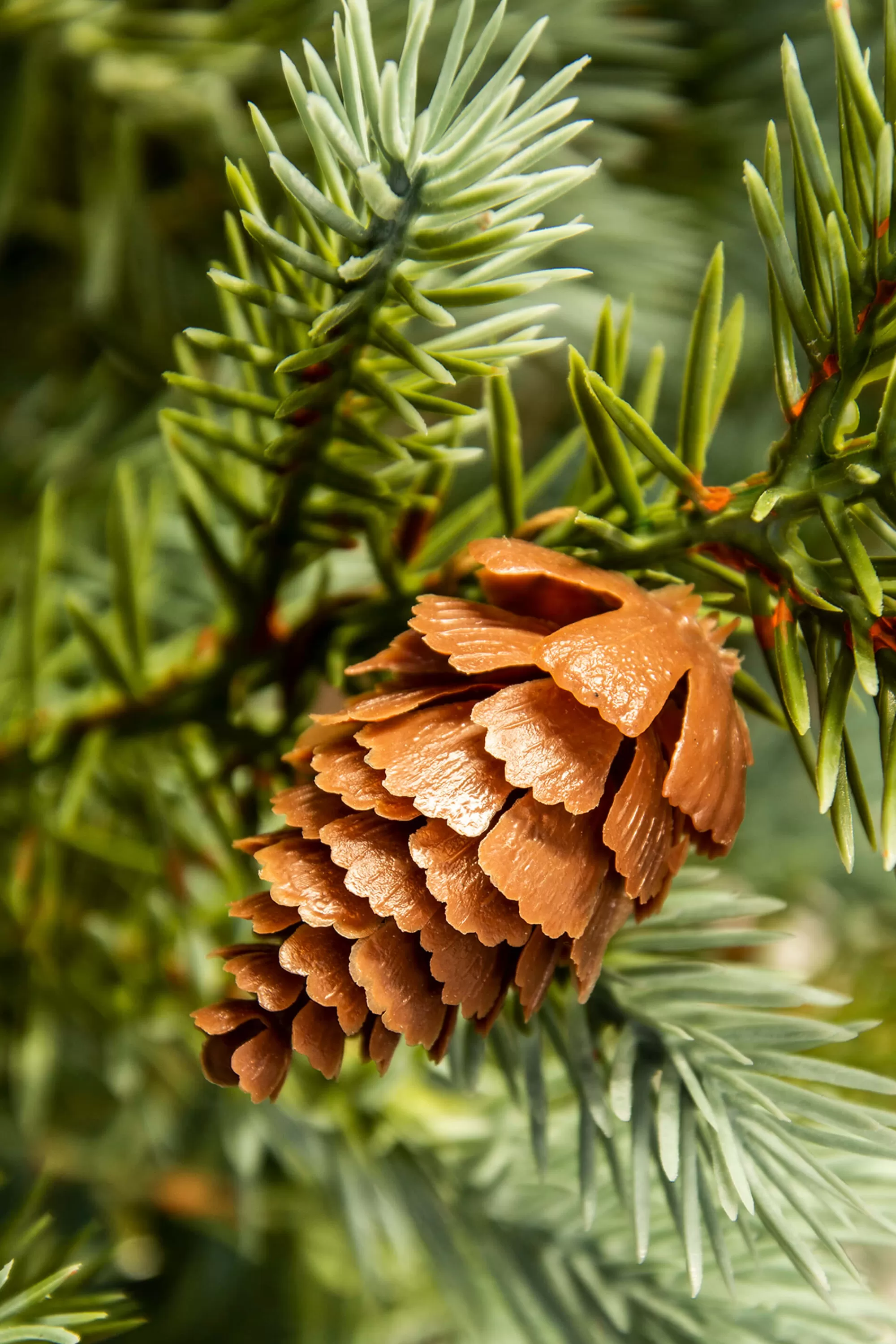Hot Christmas Tree World The Pre-Lit Cairngorm Pine Potted Tree (3Ft To 4Ft)